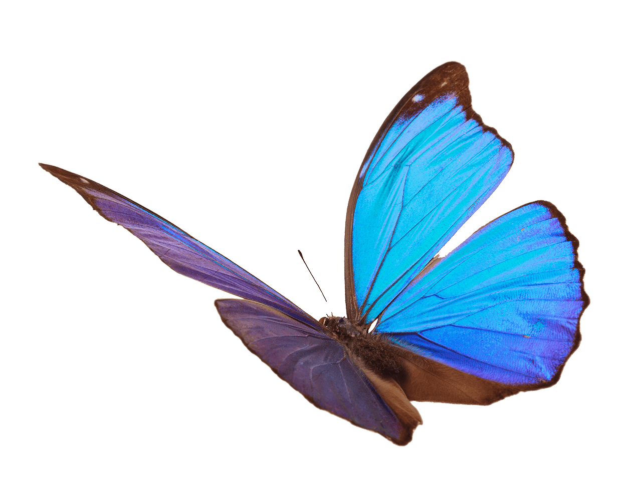 butterfly